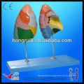 Human Trachea Bronchi and Lungs Model lung segments model